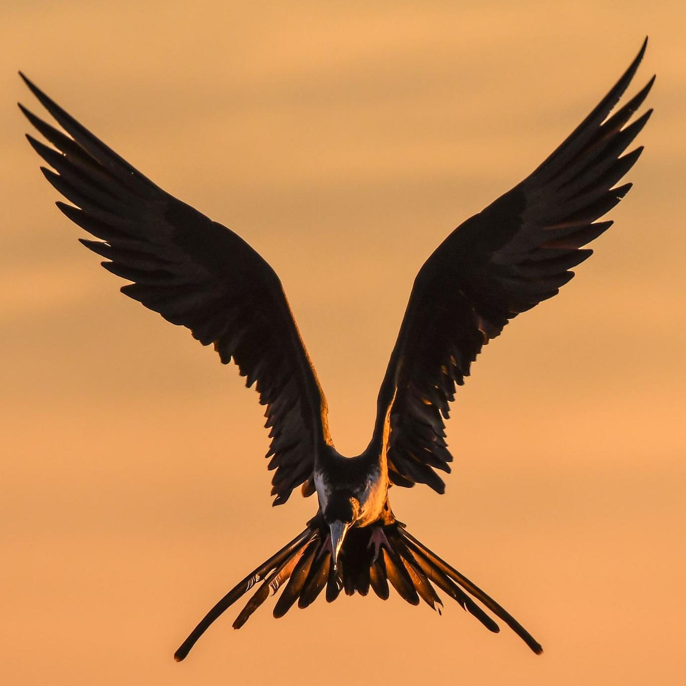 selective focus photography of bird flapping wings